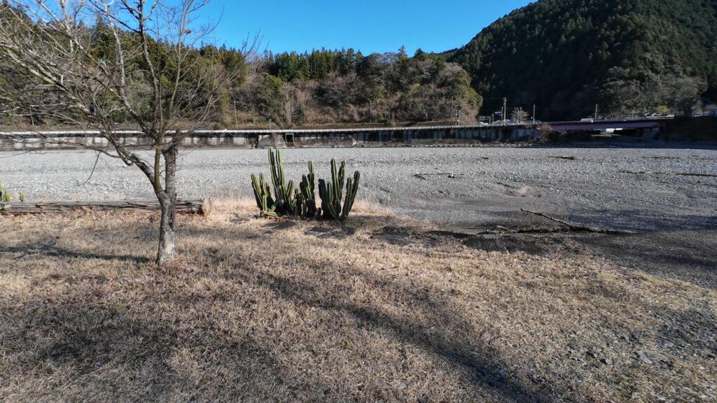 明野キャンプ場　サボテン